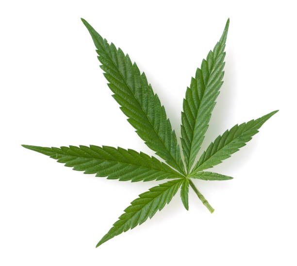 hemp; cannabis; indica; sativa stock photo