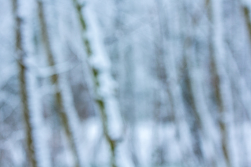 snow covered branches background texture