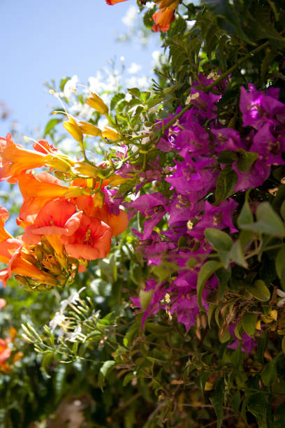 istock Orange and purple blossom 643957614