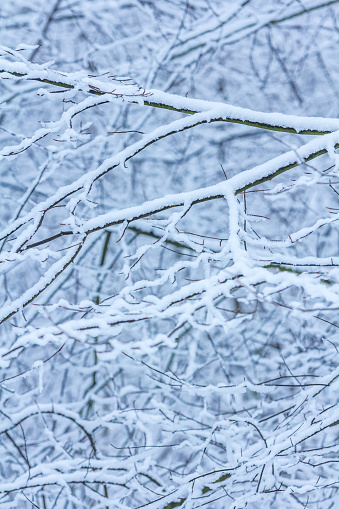 snow covered branches background texture