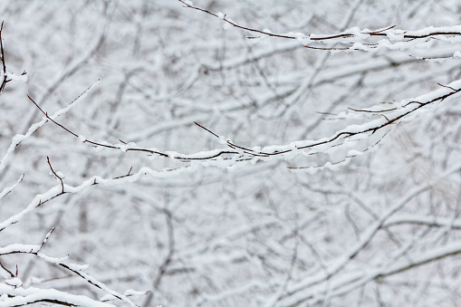 snow covered branches background texture