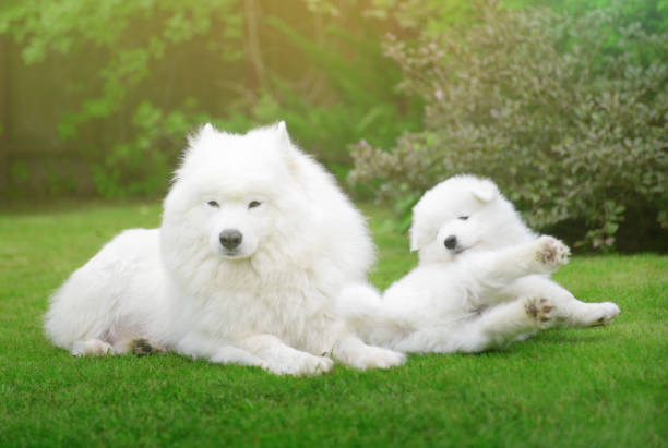 istock Samoyed dog and puppies 643963710