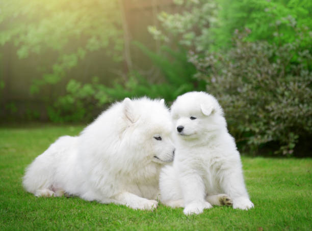 istock Samoyed dog and puppies 643963722