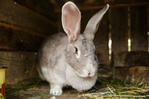istock The rabbit looks in the chamber. 643964382