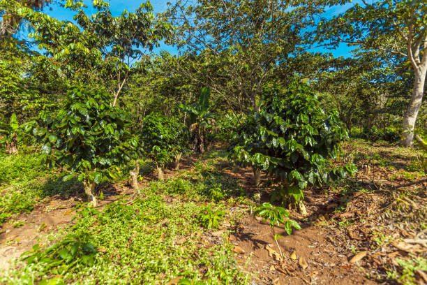 istock Coffee Plantation at Cuba 643965842