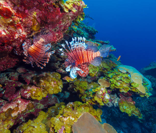 istock Lionfish (Pterois) near coral,s Cayo Largo, Cuba 643966516