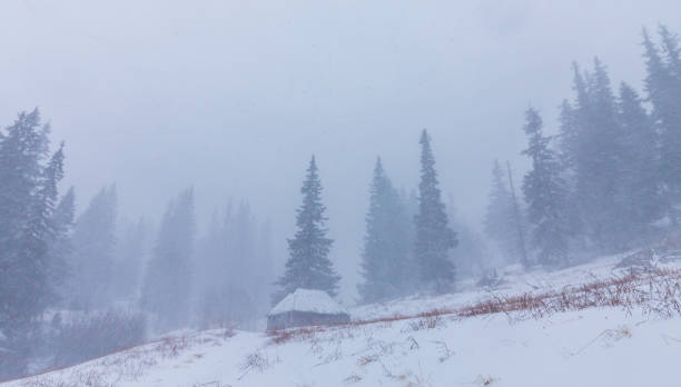 istock Winter scenery with fir trees in snow blizzard 643976710
