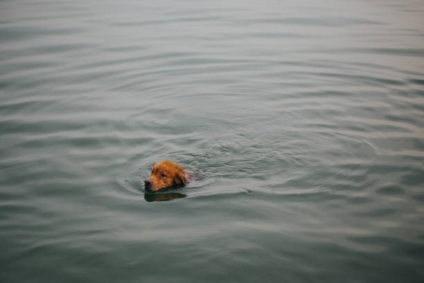 istock Dog swimming in the lake. 643976892