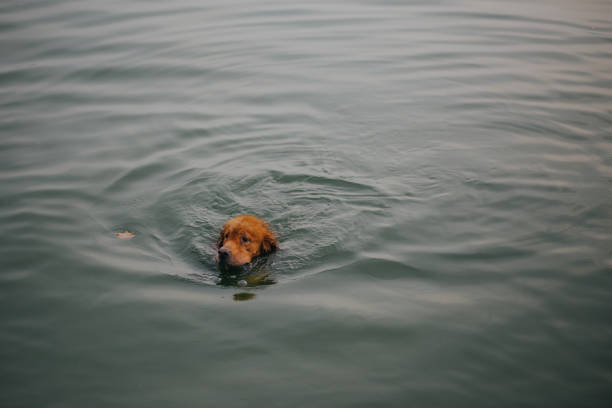 istock Dog swimming in the lake. 643976894
