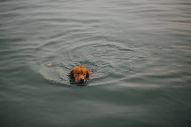 istock Dog swimming in the lake. 643976958
