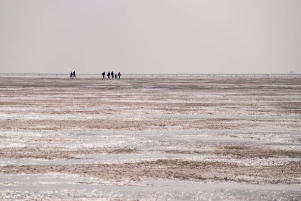 Le Mont-Saint-Michel, France - September 13, 2018: Group of hikers in the bay at low tide. Hike in the bay with a knowledgeable guide. Mont Saint-Michel , Normandy, France