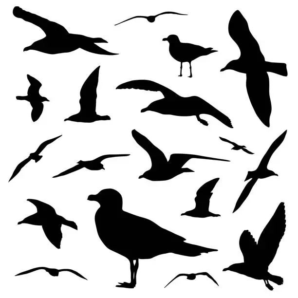 Vector illustration of Seagull silhouette set isolated on white background vector