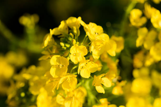 istock Rape field in Tokyo - Japanese early spring - 643977846