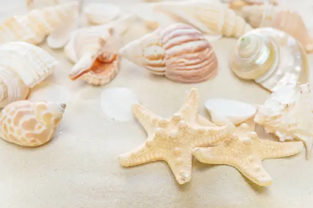 Beautiful wallpaper on the marine theme: several clams and starfishes on the background of sea sand