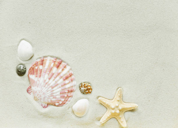 istock Clams and starfish on a sea sand 643980960