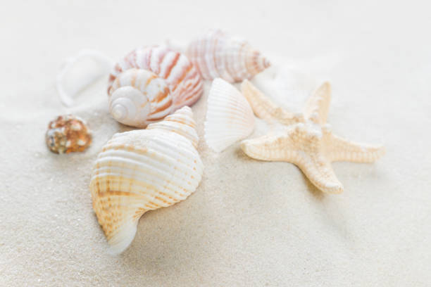 istock Clams and starfishes on thesea sand 643981294