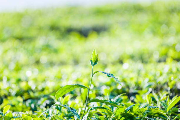 istock Green tea bud and fresh leaves. Tea plantations 643981348