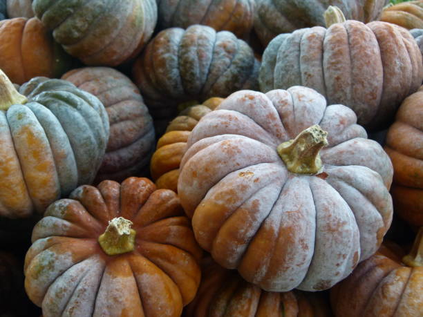 istock Ornamental pumpkin 11 643981622