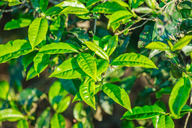 istock Green tea bud and fresh leaves. Tea plantations 643985004