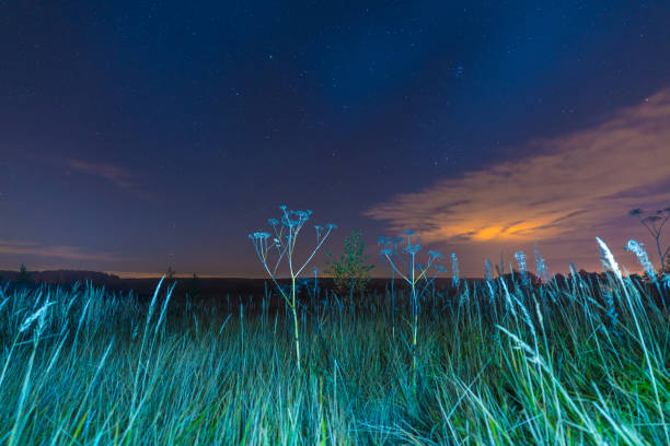 istock Night landscape with herbs, stars and clouds 643991138