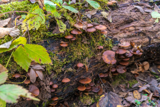 hongo venenoso (galerina marginata) sobre un tronco que se decae cubiertas de musgo en el bosque - sphagnum bog galerina fotografías e imágenes de stock