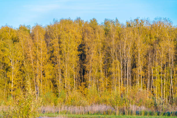 istock Yellow birches in the autumn forest 643994344