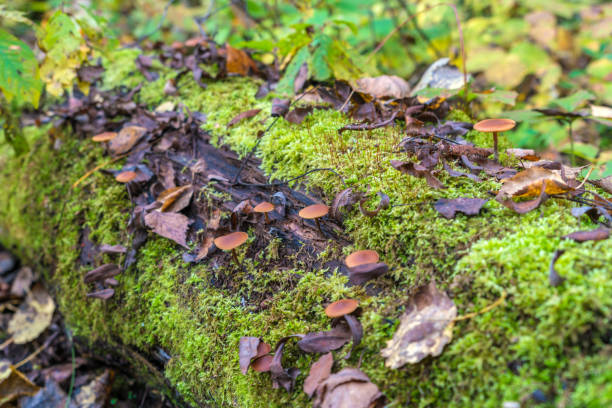 hongo venenoso (galerina marginata) en un tronco en descomposición cubierto de musgo en el bosque - sphagnum bog galerina fotografías e imágenes de stock