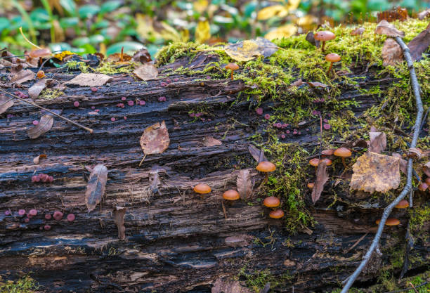 hongo venenoso (galerina marginata) en un tronco en descomposición cubierto de musgo en el bosque - sphagnum bog galerina fotografías e imágenes de stock