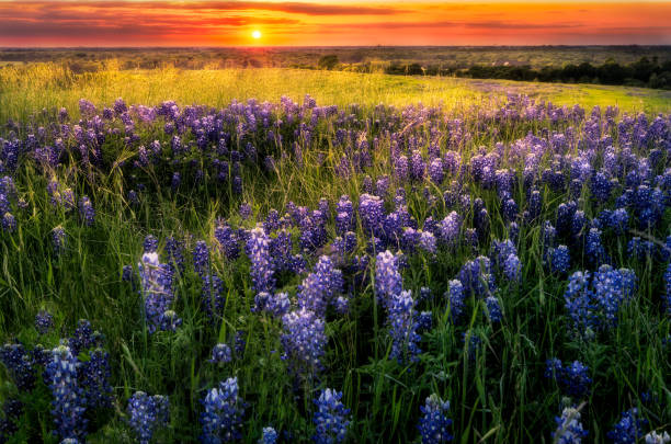 istock Sunset on Sugar Ridge Road, Ennis, TX 643994944