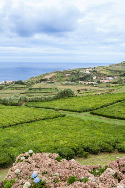 istock Tea Plantation on Sao Miguel, Azores 644001082