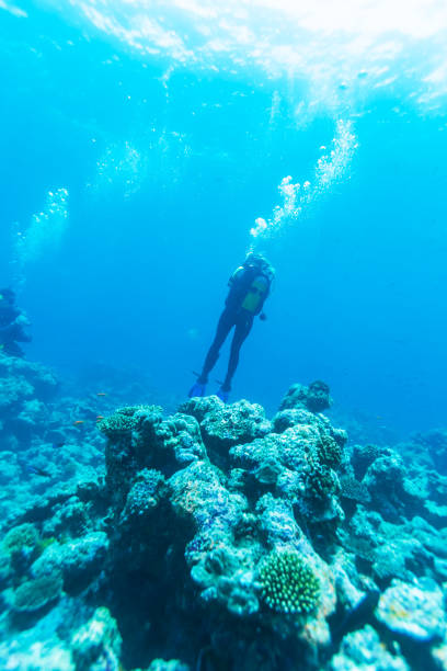istock A diver swims above the ocean floor with a reef, Maldives 644005554