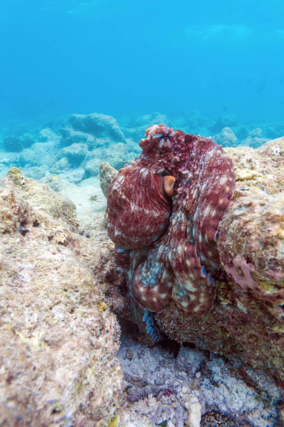 istock Alive red octopus sitting on coral reef, Maldives 644005570