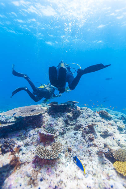 istock A diver swims above the ocean floor with a reef, Maldives 644005572