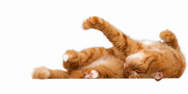 Cat Red Scottish Fold cat sweet Straight, lying on  back