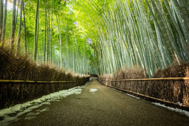 la arboleda de bambú arashiyama en kioto, japón - tree bamboo tall japanese culture fotografías e imágenes de stock
