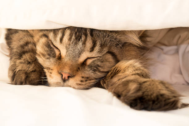 istock Black Tabby Maine Coon Cat sleeping under Duvet 644012940