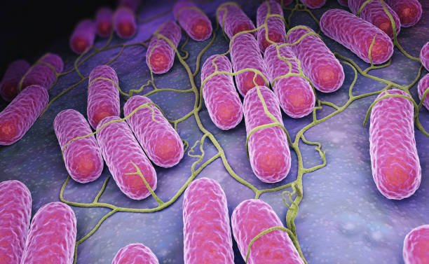 coltura dei batteri della salmonella - colorazione di gram foto e immagini stock
