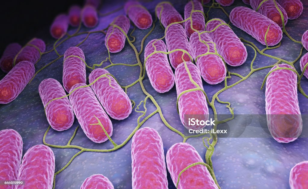 Culture of Salmonella bacteria Culture of Salmonella bacteria. 3D illustration Salmonella Bacterium Stock Photo