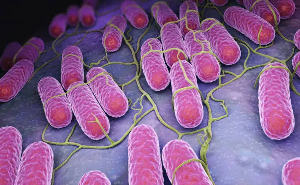 Photo of Culture of Salmonella bacteria