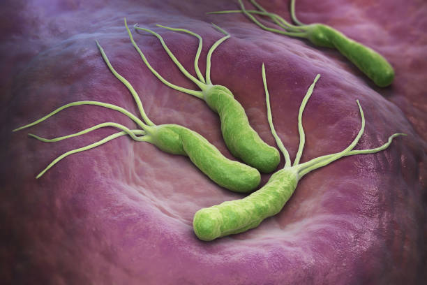 Helicobacter Pylori bacteria stock photo