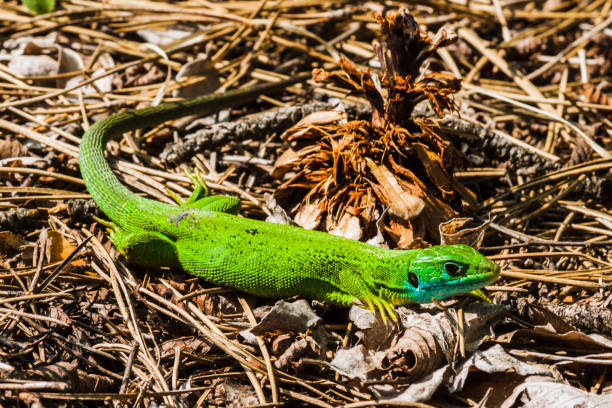 istock Green lizard in the nature 644021278