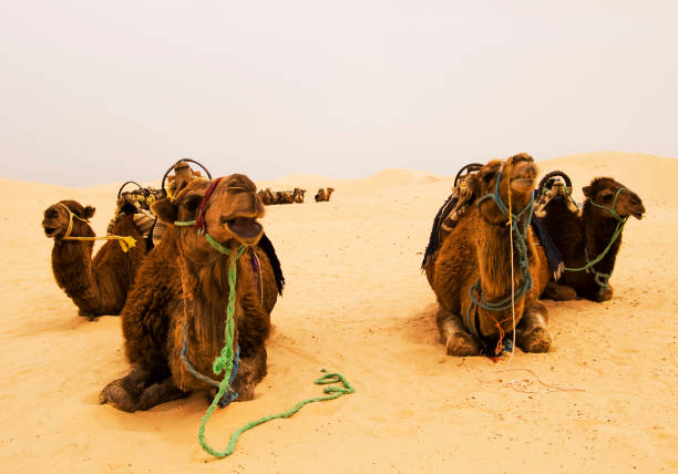 istock Four camels in Sahara desert 644024702