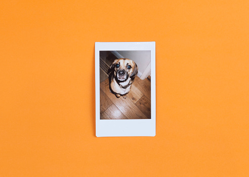 Cute Puggle dog in retro styled instant photo frame on vibrant orange background and photographed over head