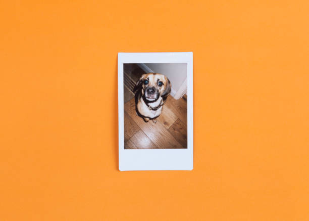 Instant Photograph of Cute Dog on Orange Background Cute Puggle dog in retro styled instant photo frame on vibrant orange background and photographed over head instant camera photos stock pictures, royalty-free photos & images