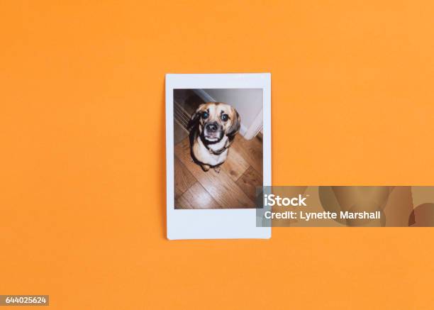 Instant Photograph Of Cute Dog On Orange Background Stock Photo - Download Image Now