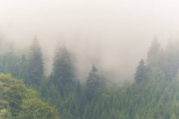 istock Mountain scenery in the Transylvanian Alps in summer 644028430