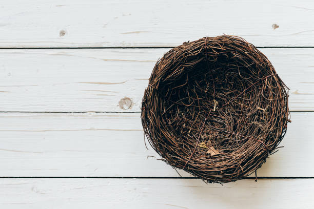 istock Blank nest on wood background with space 644029172