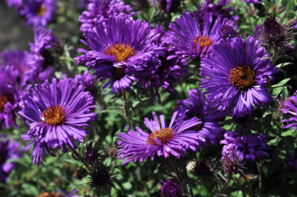 istock Flowers in the garden, 644031608