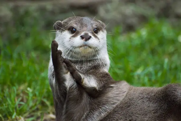 Photo of Clapping Otter