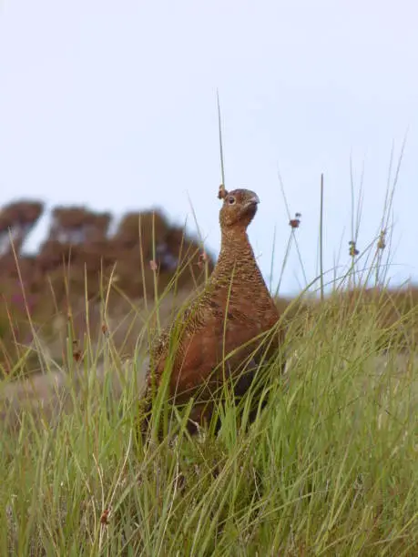 Photo of Red Grouse in Heather